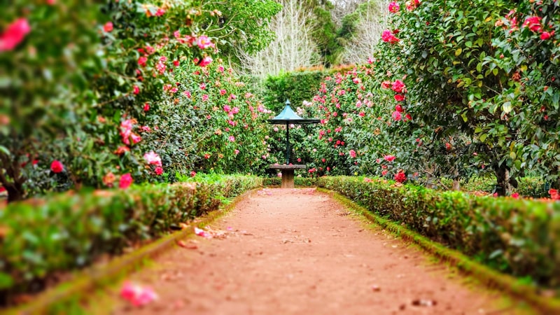 Green garden setting around the cottages